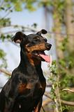 PINSCHER NAIN 141